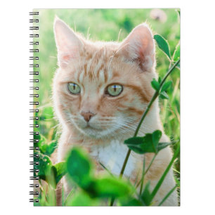Ginger Kat met groene ogen in gras Notitieboek