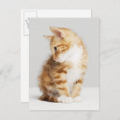 Ginger Kitten Briefkaart (Voorkant / Achterkant)