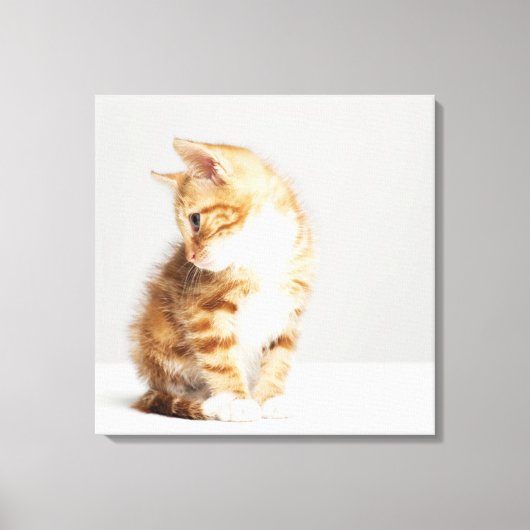 Ginger Kitten Canvas Afdruk (Voorkant)