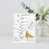 Ginger Materia Medica Herbal Study Kaart (Staand voorkant)