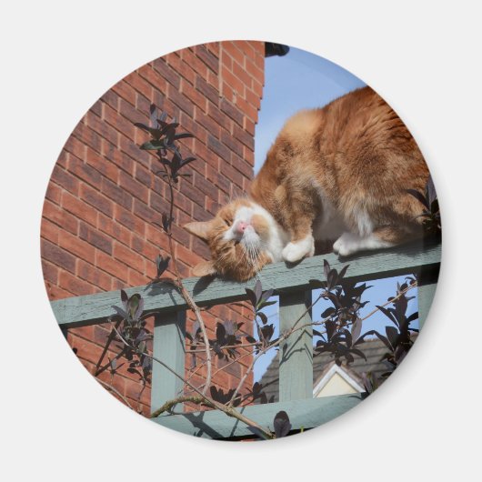 Gingerenkat voor games magneet (Voorkant)