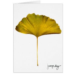 "Gingko" par J. Maya Luz