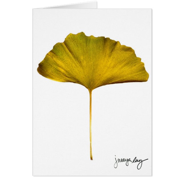 "Gingko" par J. Maya Luz (Devant)