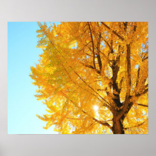 Gingko Tree, prefectuur Nagano, Japan Poster