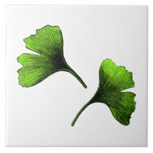 Ginkgo Biloba laat botanische kunst Tegeltje