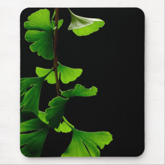 Ginkgo_Biloba_Leaves_-_Black_Background Muismat