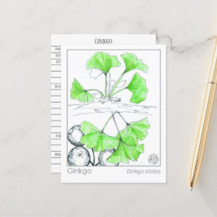 Ginkgo biloba medicinale kruid studie briefkaart