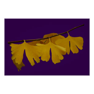 Ginkgo Biloba verlaat Poster Perfect Poster