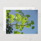 Ginkgo Briefkaart (Voorkant / Achterkant)