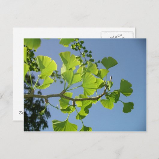 Ginkgo Briefkaart (Voorkant / Achterkant)