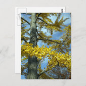 Ginkgo in herfst briefkaart (Voorkant / Achterkant)