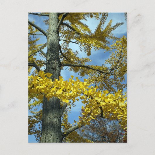 Ginkgo in herfst briefkaart (Voorkant)