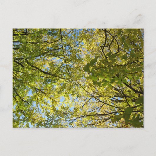 Ginkgo Leaf Canopy: Japan Briefkaart (Voorkant)