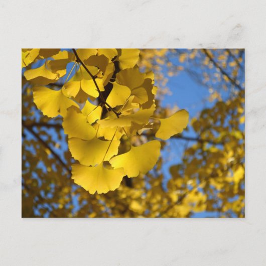Ginkgo Leaves Briefkaart (Voorkant)