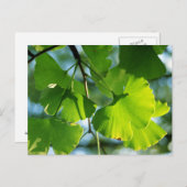 Ginkgo Leaves in Summer Briefkaart (Voorkant / Achterkant)