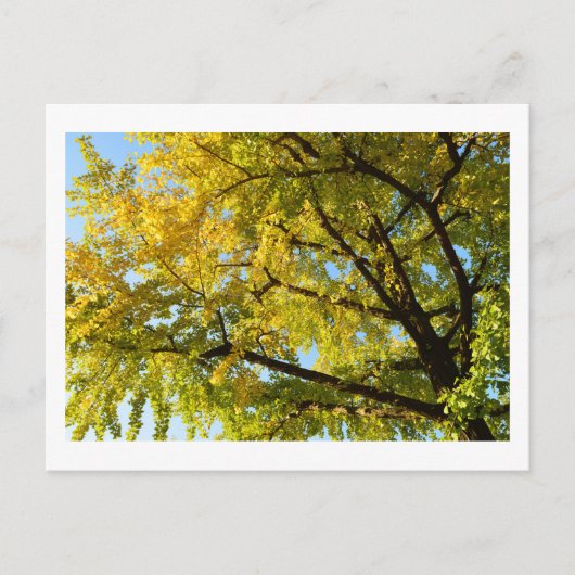 Ginkgo Tree: Japan Briefkaart (Voorkant)