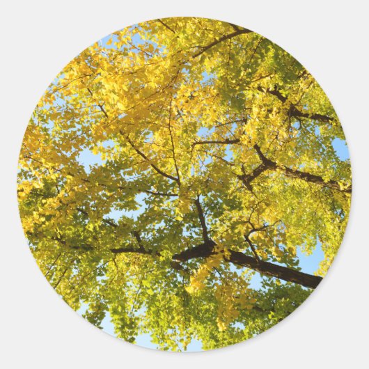Ginkgo Tree: Japan Ronde Sticker (Voorkant)