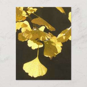 Ginkgo Zonnige Herfstbladeren DIY Ansichtkaart Feestdagenkaart