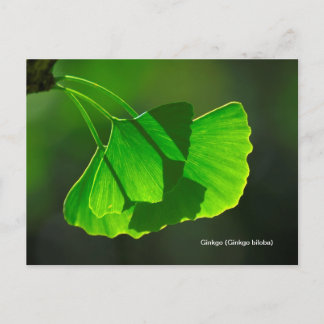 Ginkgobaum (Ginkgo biloba) Briefkaart