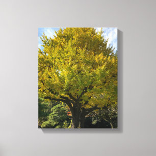 Ginkgoboom van Gulden Geel Canvas Afdruk