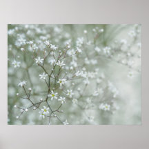 Gipsbloem Bloemen Droomachtige Natuurfotografie