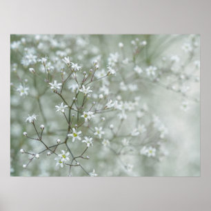 Gipsbloem Bloemen Droomachtige Natuurfotografie Poster