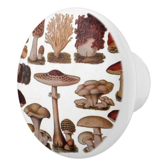 gipsplaat voor botanische druk  paddenstoelen keramische knop (Rechts)