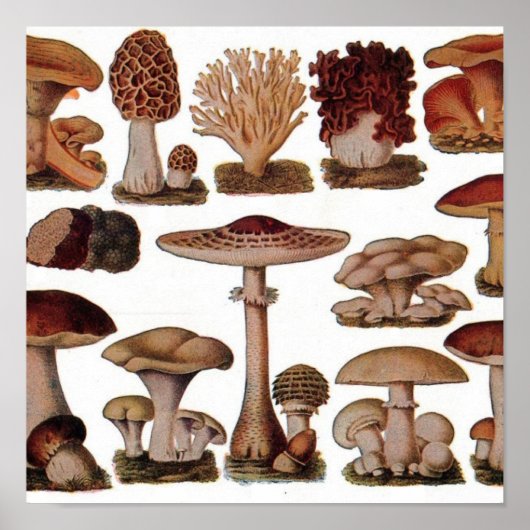 gipsplaat voor botanische druk paddenstoelen poster (Voorkant)