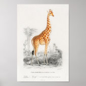 giraf. Afbeelding van retro-dierentuin Poster (Voorkant)