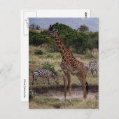 giraf-zebra briefkaart (Voorkant / Achterkant)