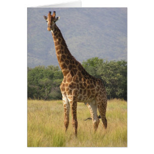 Girafe