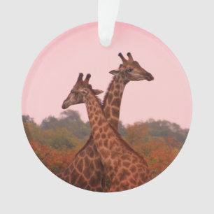 Girafe au ciel rose