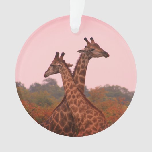 Girafe au ciel rose (devant)
