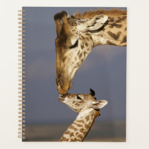 Girafe embrassant un bébé girafe