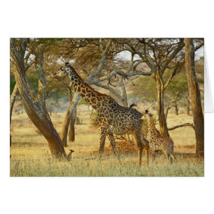 Girafe femelle adulte et juvénile, Giraffa