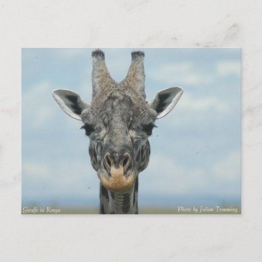 Girafe in Kenia Briefkaart (Voorkant)