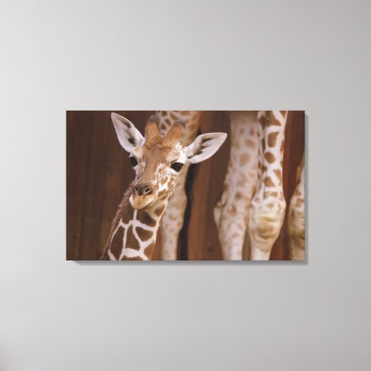 Girafe sur toile (Recto)