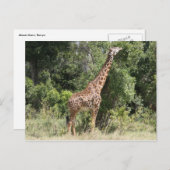 giraferbereik briefkaart (Voorkant / Achterkant)