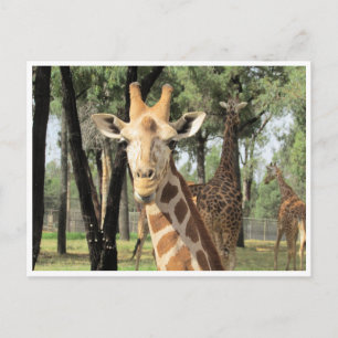giraferstaarster briefkaart