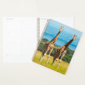 Girafes dans la savane, Ouganda (Devant avec enveloppe)