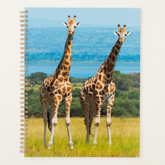 Girafes dans la savane, Ouganda (Devant)