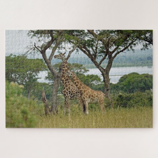 Girafes de Rothschild Ouganda. Puzzle (Horizontal)