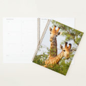 Girafes dépassant de la végétation (Devant avec enveloppe)