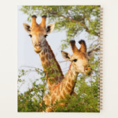 Girafes dépassant de la végétation (Dos)