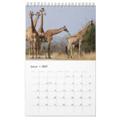 Girafes du calendrier (Jan 2027)