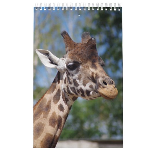 Girafes du calendrier (Protection)