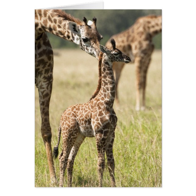 Girafes maasaï, Giraffa camelopardalis 2 (Devant)