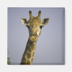 (giraffa camelopardalis), met camera's, in magneet
