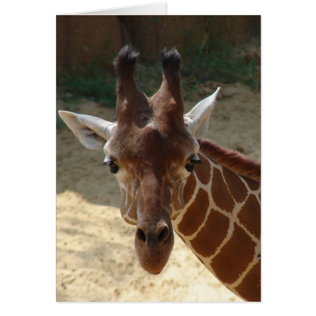 Giraffe (Devant)