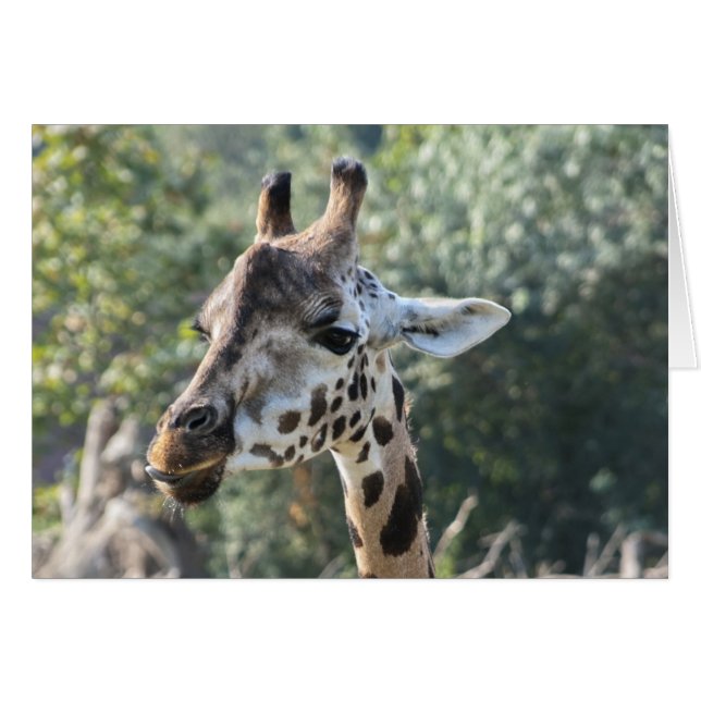 Giraffe (Voorkant Horizontaal)